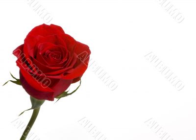Red Rose 4