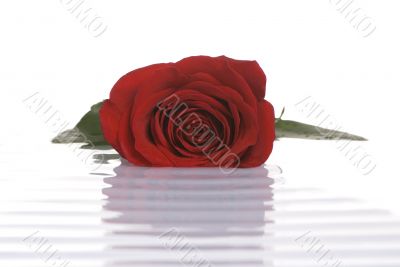 Rose in Water