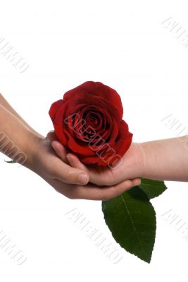 Sharing a rose 2