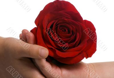 Sharing a rose