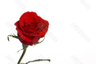 Red Rose 3