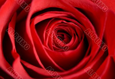 Red Rose