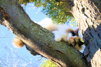 Cute Cat in a Tree