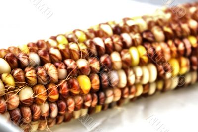 Marbelled Maize Corn