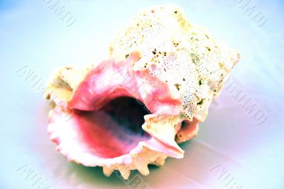 Sea shell