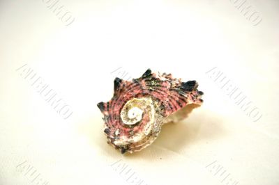 Sea shell