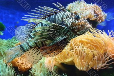 Lion fish