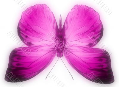 Colorful Butterflies