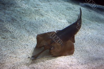 Guitarfish