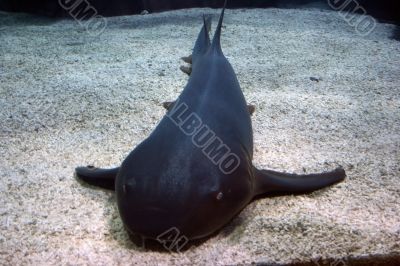 Gigantic cat-fish