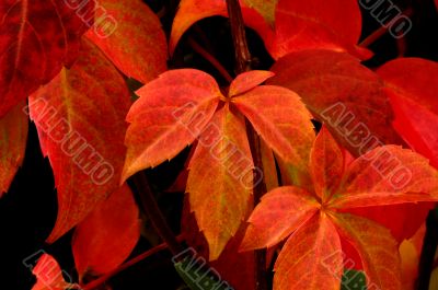 Autumn leaves