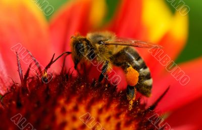 Bee on flower