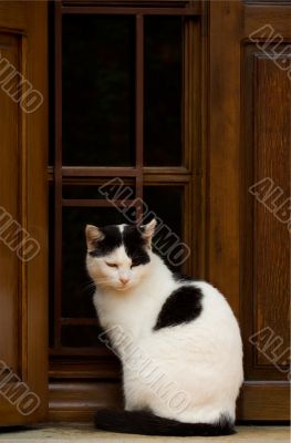 Cat in window