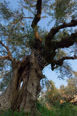 Old Olive Tree
