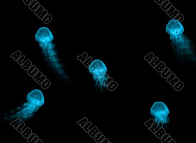 Jelly Fish Ocean Life Design