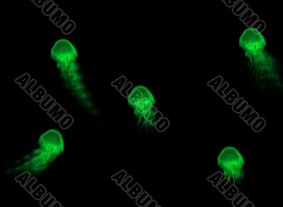 Jelly Fish Ocean Life Design