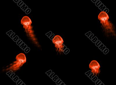 Jelly Fish Ocean Life Design