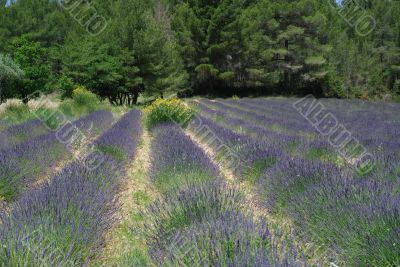 Valensole