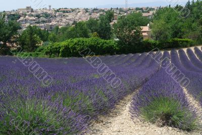 Valensole 10