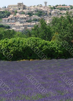 Valensole 11