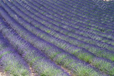 Valensole 12