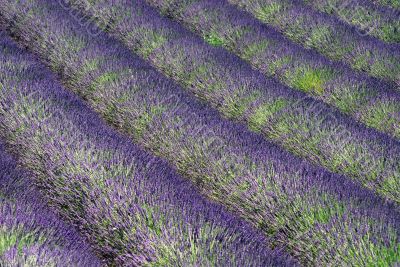 Valensole 13