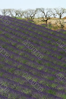 Valensole 14