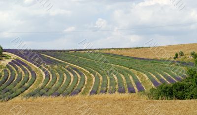 Valensole 15