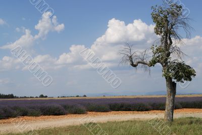 Valensole 16