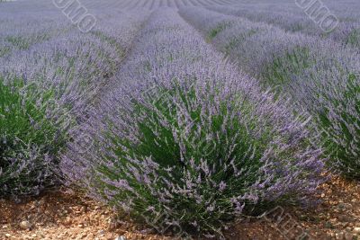 Valensole 17