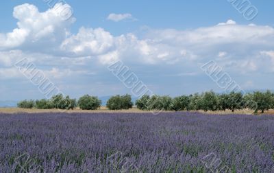 Valensole 18