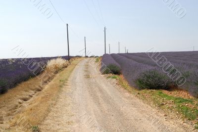 Valensole 19