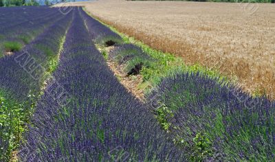 Valensole 2