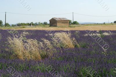 Valensole 20