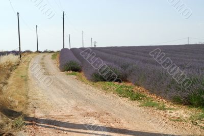 Valensole 21