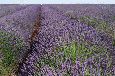 Valensole 22