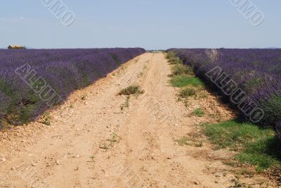 Valensole 23