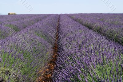 Valensole 24