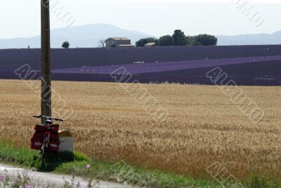 Valensole 25