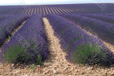 Valensole 26