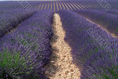 Valensole 27