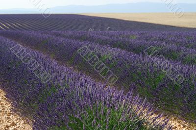Valensole 28