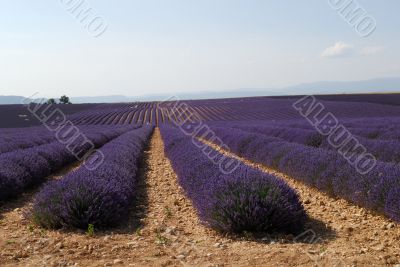 Valensole 29