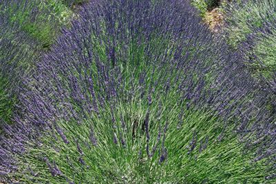 Valensole 3
