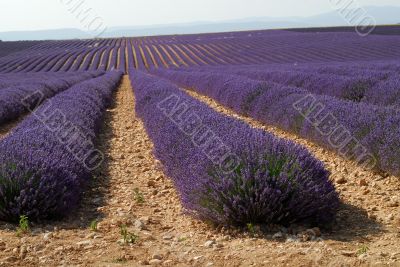 Valensole 30
