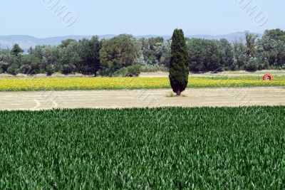 Valensole 32