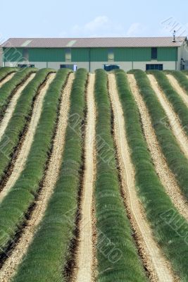 Valensole 34