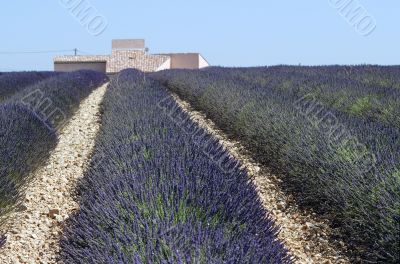 Valensole 36