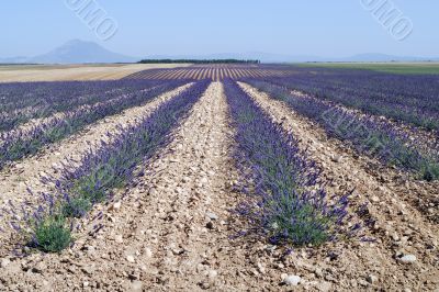 Valensole 38
