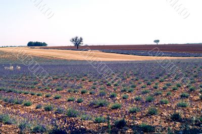 Valensole 39
